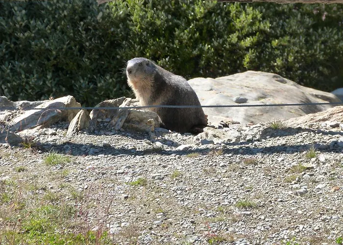 Haus Weideli, Dammstrasse 7 Σπίτι διακοπών